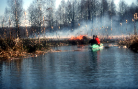 Biebrza river