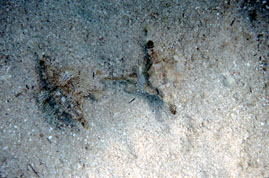 Pipefish