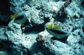 Bannerfish