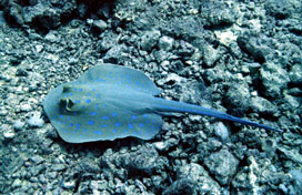 Stingray